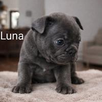 Cuccioli bulldog francese esotici