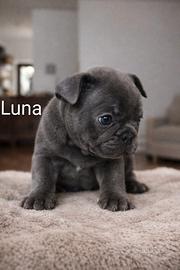 Cuccioli bulldog francese esotici