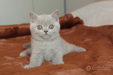 British Shorthair