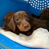 Cuccioli di bassotto con pedigree da allevamento