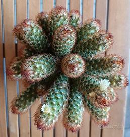 2 polloni di cactus Mammillaria elongata