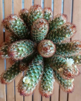 2 polloni di cactus Mammillaria elongata