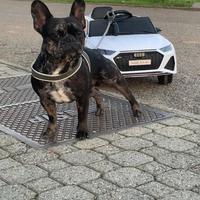 Monta bulldog
