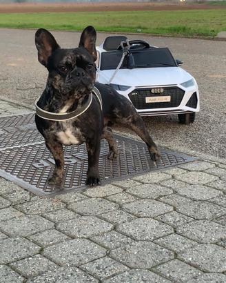 Monta bulldog
