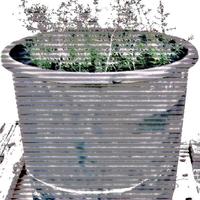 Asparagiaia selvatica in vaso da 27 cm