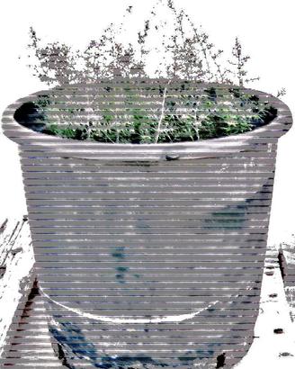 Asparagiaia selvatica in vaso da 27 cm
