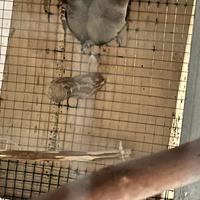 Coppia parrocchetto monaco riproduttiva