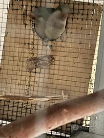 Coppia parrocchetto monaco riproduttiva