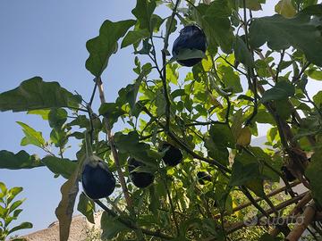 Albero melanzane pomodori 