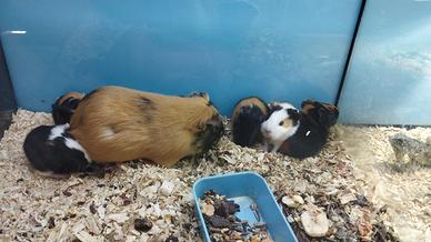 Porcellini d'india baby