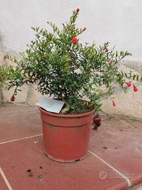 bonsai mini albero da frutto