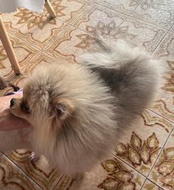 Spitz di Pomerania tedesco nano con pedigree enci