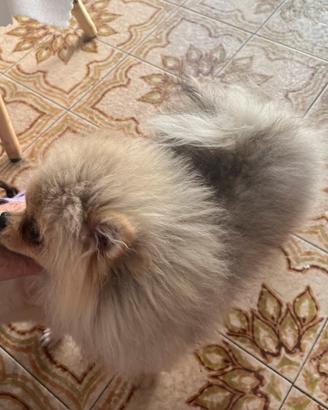 Spitz di Pomerania tedesco nano con pedigree enci
