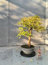Acero Buergerianum