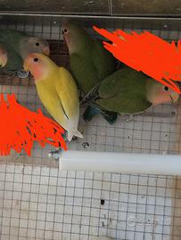 Inseparabili