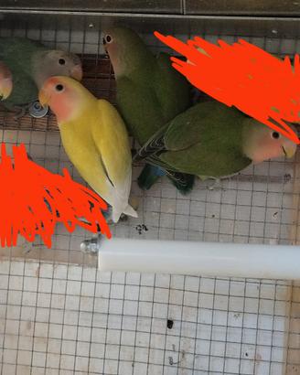 Inseparabili