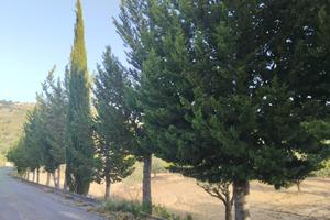 Vendita campagna Piazza Armerina (En)