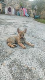 Cuccioli cane lupo cecoslovacco