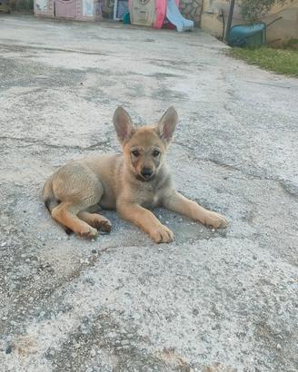 Cuccioli cane lupo cecoslovacco
