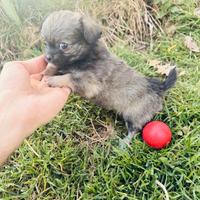 Chihuahua Femminuccia pelo lungo