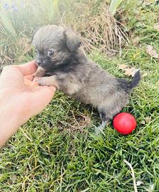 Chihuahua Femminuccia pelo lungo