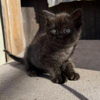 Gattina mix British shortair