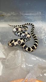 Serpenti