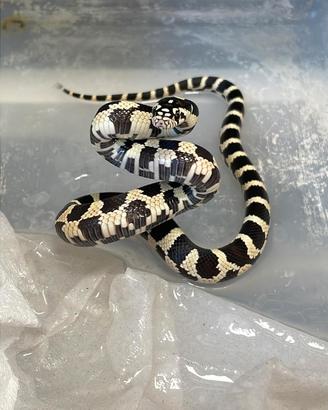 Serpenti