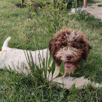 Lagotto da monta con pedigree