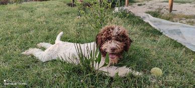 Lagotto da monta con pedigree