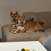 Loki e luna Shiba Inu