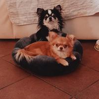 Cucciolata di Chihuahua a pelo lungo