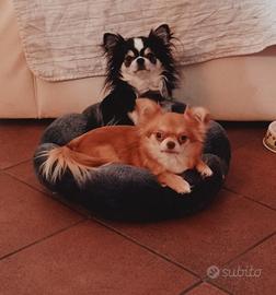 Cucciolata di Chihuahua a pelo lungo