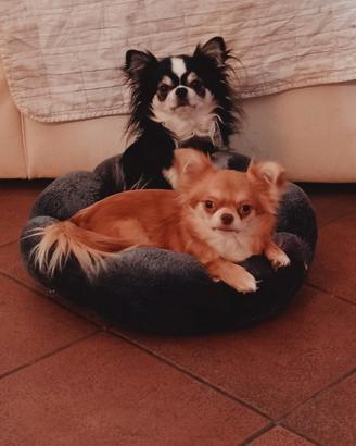 Cucciolata di Chihuahua a pelo lungo