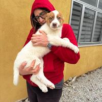 Blue cucciolo taglia grande