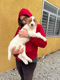 Blue cucciolo taglia grande