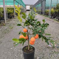 Agrumi e piante di limone
