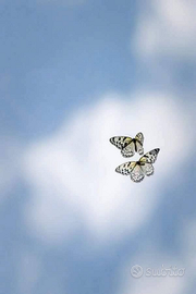 Badante per persona anziana