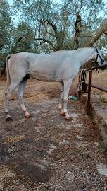 Cavallo arabo di 3 anni