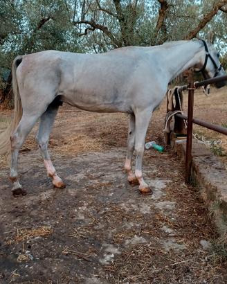 Cavallo arabo di 3 anni