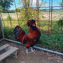 Gallo razza padovana