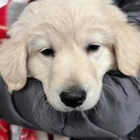 Golden retriver
