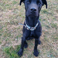 Zenit mix molossoide cucciolone