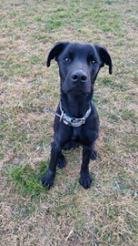 Zenit mix molossoide cucciolone