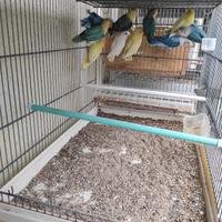 Inseparabili personatus Fisher Nigrigenis