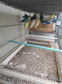 Inseparabili personatus Fisher Nigrigenis