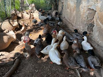 Anatre mignon (anatra nana)