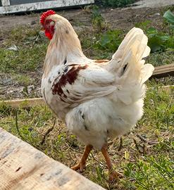 Gallo