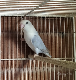 Inseparabile femmina