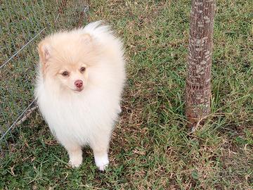 Cucciolo di volpino/Spitz tedesco